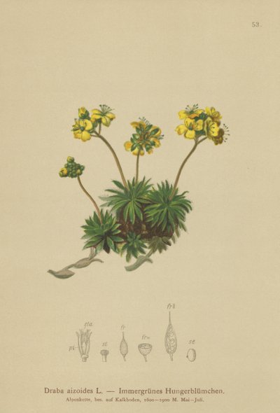 Gult svitgräs (Draba aizoides) av German School