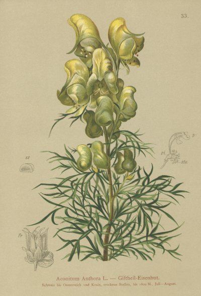 Gul munkhuva (Aconitum anthora) av German School