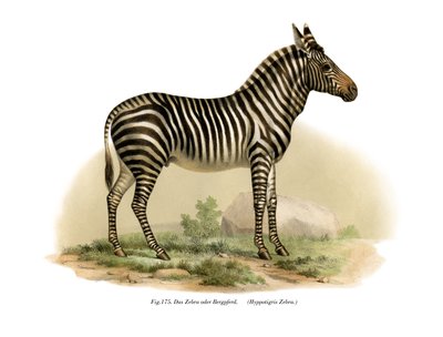 Zebra, 1860 av German School