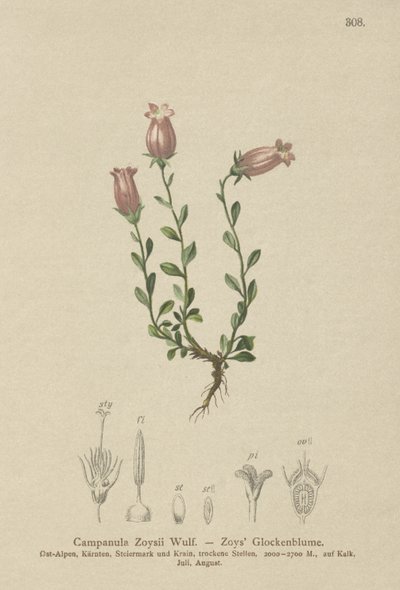 Zois Bellflower (Campanula Zoysii) av German School