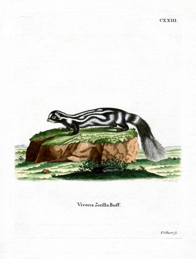 Zorilla (färgad gravyr) av German School