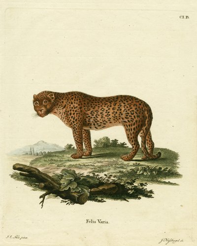 panter (färgad gravyr) av German School