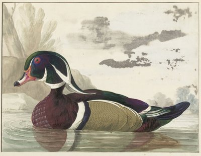 carolina anka av Gerrit van den Heuvel