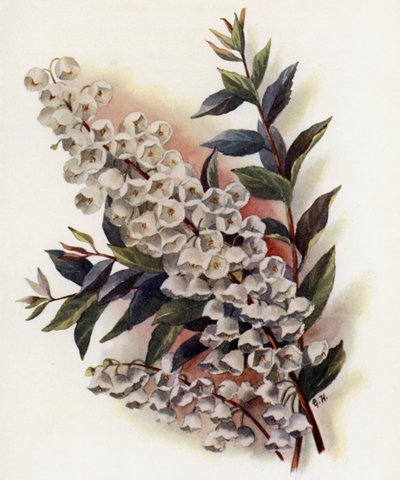 Andromeda Speciosa mot Cassinefolia av Gertrude Hamilton