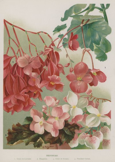 Begonia av Gertrude Hamilton