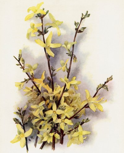Forsythia upphängd av Gertrude Hamilton