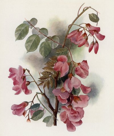 Robinia Hispida av Gertrude Hamilton