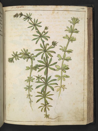 En växt med gröna blad, från "Paintings of Flora of the Roman States" av Gherardo Cibo, Add MS 22333, f125r, c.1564-84 (akvarell & gouache på papper) av Gherardo Cibo