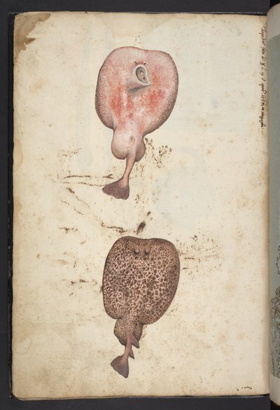 Lägg till MS 22333, Paintings of Flora of the Roman States, c.1564-84 (akvarell & gouache på papper) av Gherardo Cibo