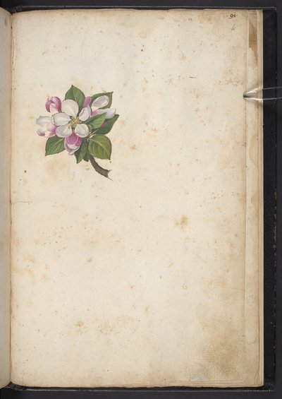 Lägg till MS 22333 f61r, Blossom, från 