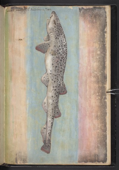 Lägg till MS 22333 f.66r, Fish, från 