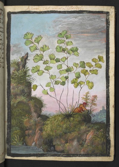 Adiantum capillus-veneris, från "Paintings of Flora of the Roman States" av Gherardo Cibo, Add MS 22333, f017r, c.1564-84 (akvarell & gouache på papper) av Gherardo Cibo