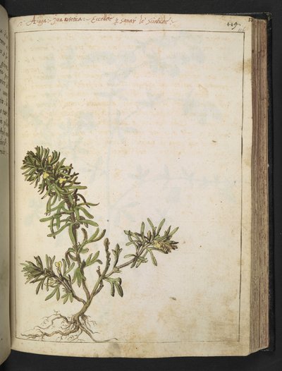 Ajuga chamaepitys: En växt med gröna blad och gula blommor, från "Paintings of Flora of the Roman States" av Gherardo Cibo, Add MS 22333, f116r, c.1564-84 (akvarell & gouache på papper) av Gherardo Cibo