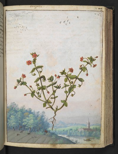 Anagalis arvensis: En växt med röda blommor, från "Paintings of Flora of the Roman States" av Gherardo Cibo, Add MS 22333, f074r, c.1564-84 (akvarell & gouache på papper) av Gherardo Cibo