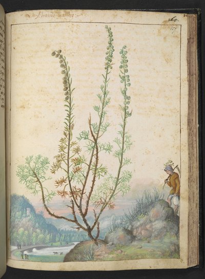 Artemisia abrotanum (södra trä), från "Paintings of Flora of the Roman States" av Gherardo Cibo, Add MS 22333, f157r, c.1564-84 (akvarell & gouache på papper) av Gherardo Cibo