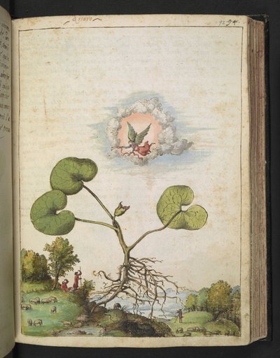 Asarum europaeum, från "Paintings of Flora of the Roman States" av Gherardo Cibo, Add MS 22333, f092r, c.1564-84 (akvarell & gouache på papper) av Gherardo Cibo
