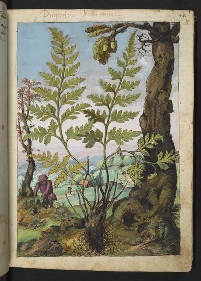 Asplenium adianthum nigrum, från "Paintings of Flora of the Roman States" av Gherardo Cibo, Add MS 22333, f018r, c.1564-84 (akvarell & gouache på papper) av Gherardo Cibo