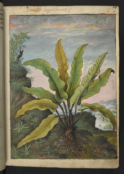Asplenium scolopendrium, från "Paintings of Flora of the Roman States" av Gherardo Cibo, Add MS 22333, f014r, c.1564-84 (akvarell & gouache på papper) av Gherardo Cibo