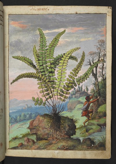Asplenium trichomanes, från "Paintings of Flora of the Roman States" av Gherardo Cibo, Add MS 22333, f016r, c.1564-84 (akvarell & gouache på papper) av Gherardo Cibo