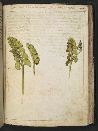 Botrychium lunaria (ormbunke), från "Paintings of Flora of the Roman States" av Gherardo Cibo, Add MS 22333, f149r, c.1564-84 (akvarell & gouache på papper) av Gherardo Cibo