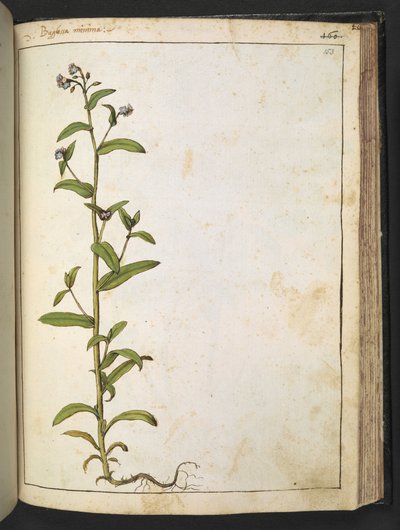 Buglossa, Anchusa azurea (Loddon Royalist), från "Paintings of Flora of the Roman States" av Gherardo Cibo, Add MS 22333, f153r, c.1564-84 (akvarell & gouache på papper) av Gherardo Cibo