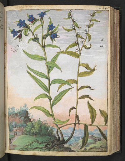 Buglossoides purpurocaerulea , från "Paintings of Flora of the Roman States" av Gherardo Cibo, Add MS 22333, f061r, c.1564-84 (akvarell & gouache på papper) av Gherardo Cibo