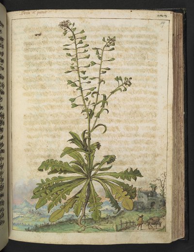 Capsella bursa-pastoris, från "Paintings of Flora of the Roman States" av Gherardo Cibo, Add MS 22333, f119r, c.1564-84 (akvarell & gouache på papper) av Gherardo Cibo