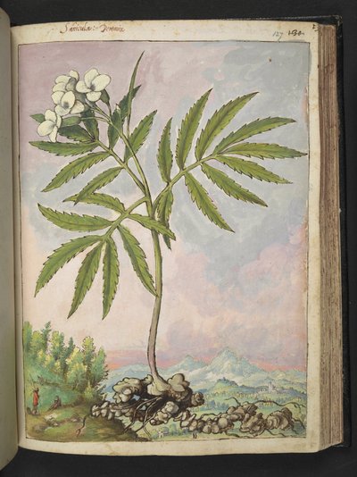 Cardamine heptaphylla, från "Paintings of Flora of the Roman States" av Gherardo Cibo, Add MS 22333, f127r, c.1564-84 (akvarell & gouache på papper) av Gherardo Cibo