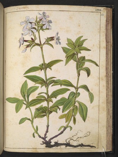 Caryophyllaceae (Tvålört): ett släkte av blommande växter i den rosa familjen, från "Paintings of Flora of the Roman States" av Gherardo Cibo, Add MS 22333, f164r, c.1564-84 (akvarell & gouache på papper) av Gherardo Cibo