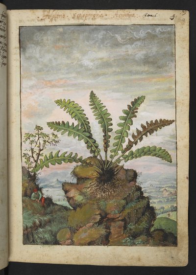 Ceterach officinarum, från "Paintings of Flora of the Roman States" av Gherardo Cibo, Add MS 22333, f013r, c.1564-84 (akvarell & gouache på papper) av Gherardo Cibo