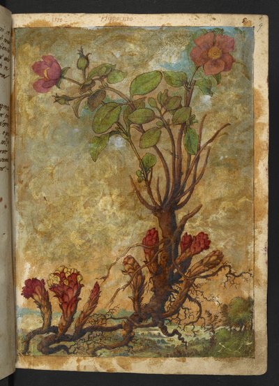 Cytinus hypocistis, från "Paintings of Flora of the Roman States" av Gherardo Cibo, Add MS 22333, f009r, c.1564-84 (akvarell & gouache på papper) av Gherardo Cibo