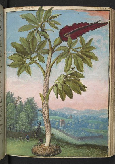 Dracunculus vulgaris, från "Paintings of Flora of the Roman States" av Gherardo Cibo, Add MS 22333, f054r, c.1564-84 (akvarell & gouache på papper) av Gherardo Cibo