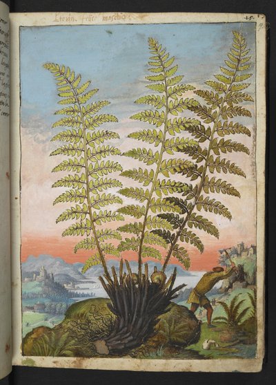 Dryopteris filix mas: En ormbunke, från "Paintings of Flora of the Roman States" av Gherardo Cibo, Add MS 22333, f019r, c.1564-84 (akvarell & gouache på papper) av Gherardo Cibo