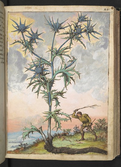 Eryngium maritimum, från "Paintings of Flora of the Roman States" av Gherardo Cibo, Add MS 22333, f047r, c.1564-84 (akvarell & gouache på papper) av Gherardo Cibo