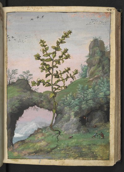 Euphrasia officinalis, från "Paintings of Flora of the Roman States" av Gherardo Cibo, Add MS 22333, f041r, c.1564-84 (akvarell & gouache på papper) av Gherardo Cibo