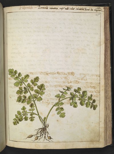 Filipendula, från "Målningar av flora av de romerska staterna" av Gherardo Cibo, lägg till MS 22333, F145R, c.1564-84 (akvarell & gouache på papper) av Gherardo Cibo
