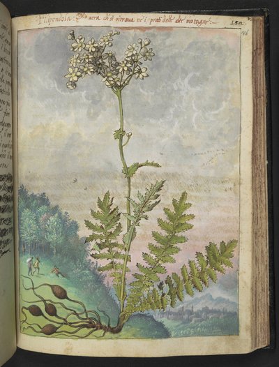 Filipendula vulgari, från "Paintings of Flora of the Roman States" av Gherardo Cibo, Add MS 22333, f146r, c.1564-84 (akvarell & gouache på papper) av Gherardo Cibo