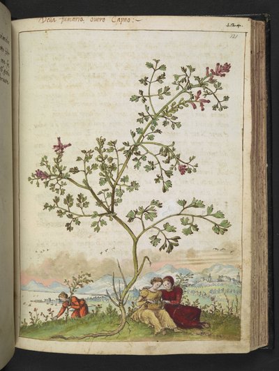 Fumaria gaillardotii , från "Paintings of Flora of the Roman States" av Gherardo Cibo, Add MS 22333, f121r, c.1564-84 (akvarell & gouache på papper) av Gherardo Cibo