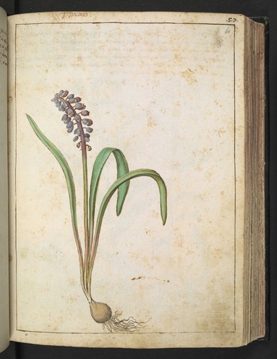 Hyacinthus, från "Paintings of Flora of the Roman States" av Gherardo Cibo, Add MS 22333, f060r, c.1564-84 (akvarell & gouache på papper) av Gherardo Cibo