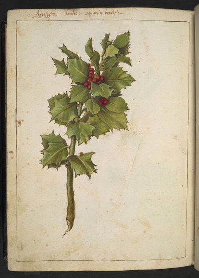 Ilex aquifolium (Holly), från "Paintings of Flora of the Roman States" av Gherardo Cibo, Add MS 22333, f182v, c.1564-84 (akvarell & gouache på papper) av Gherardo Cibo