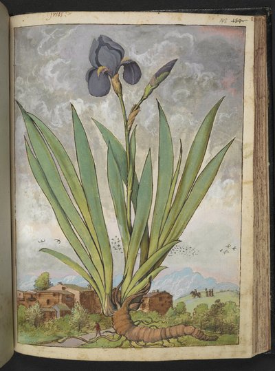 Iris germanica, från "Paintings of Flora of the Roman States" av Gherardo Cibo, Add MS 22333, f148r, c.1564-84 (akvarell & gouache på papper) av Gherardo Cibo