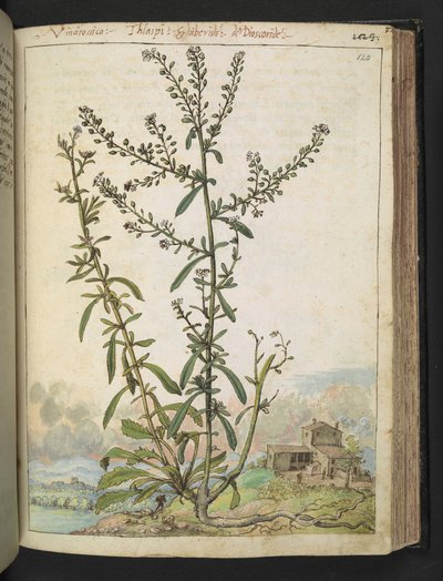 Lepidium graminifolium, från "Paintings of Flora of the Roman States" av Gherardo Cibo, Add MS 22333, f120r, c.1564-84 (akvarell & gouache på papper) av Gherardo Cibo