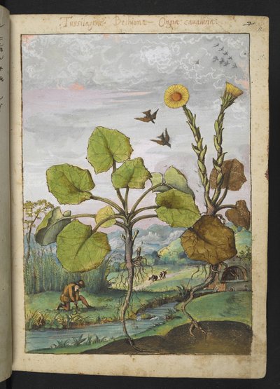 Ligularia tussilaginea (leopardväxt), från "Paintings of Flora of the Roman States" av Gherardo Cibo, Add MS 22333, f011r, c.1564-84 (akvarell & gouache på papper) av Gherardo Cibo
