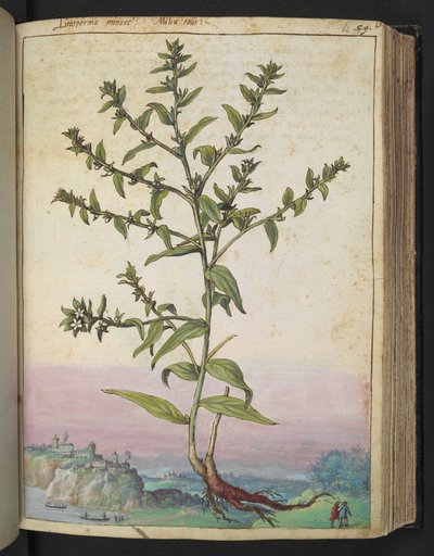Lithospermum officinale, från "Paintings of Flora of the Roman States" av Gherardo Cibo, Add MS 22333, f062r, c.1564-84 (akvarell & gouache på papper) av Gherardo Cibo