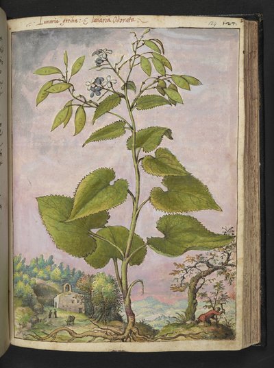 Lunaria redivivia, från "Paintings of Flora of the Roman States" av Gherardo Cibo, Add MS 22333, f124r, c.1564-84 (akvarell & gouache på papper) av Gherardo Cibo