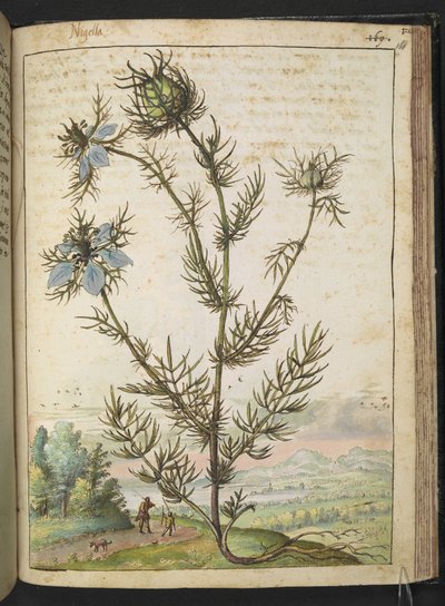 Nigella damascena, från "Paintings of Flora of the Roman States" av Gherardo Cibo, Add MS 22333, f161r, c.1564-84 (akvarell & gouache på papper) av Gherardo Cibo