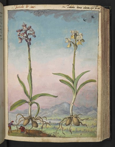 Orchis pallens: Två blommande växter, från "Paintings of Flora of the Roman States" av Gherardo Cibo, Add MS 22333, f064r, c.1564-84 (akvarell & gouache på papper) av Gherardo Cibo