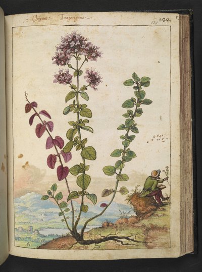 Origanum vulgare, från "Paintings of Flora of the Roman States" av Gherardo Cibo, Add MS 22333, f130r, c.1564-84 (akvarell & gouache på papper) av Gherardo Cibo