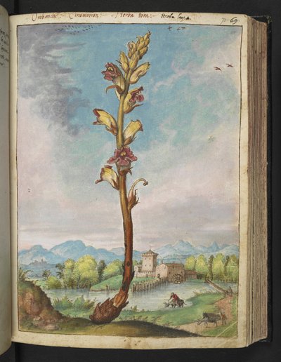 Orobanche gracilis, från "Paintings of Flora of the Roman States" av Gherardo Cibo, Add MS 22333, f070r, c.1564-84 (akvarell & gouache på papper) av Gherardo Cibo