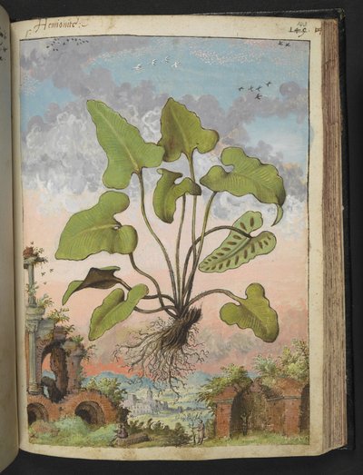 Phyllitis hemionitis, från "Paintings of Flora of the Roman States" av Gherardo Cibo, Add MS 22333, f143r, c.1564-84 (akvarell & gouache på papper) av Gherardo Cibo